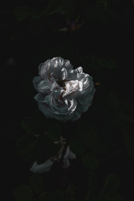 白玫瑰花瓣层叠光影幽暗花卉植物手机壁纸