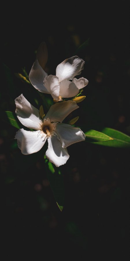 白色夹竹桃花瓣舒展暗影绿叶衬托清雅花卉植物手机壁纸