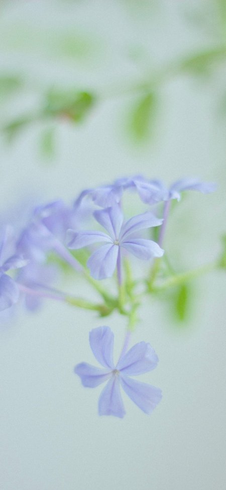 淡紫蓝雪花莲柔焦浅绿背景花卉植物手机壁纸