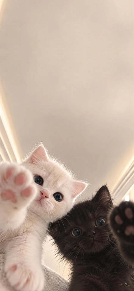 黑白双色小奶猫伸爪探头暖金萌宠手机壁纸