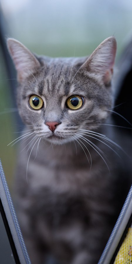 灰猫黄瞳凝视特写蓝灰萌宠手机壁纸
