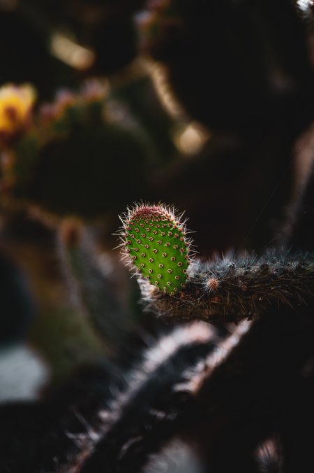 绿色仙人掌嫩芽带刺特写暗调花卉植物手机壁纸
