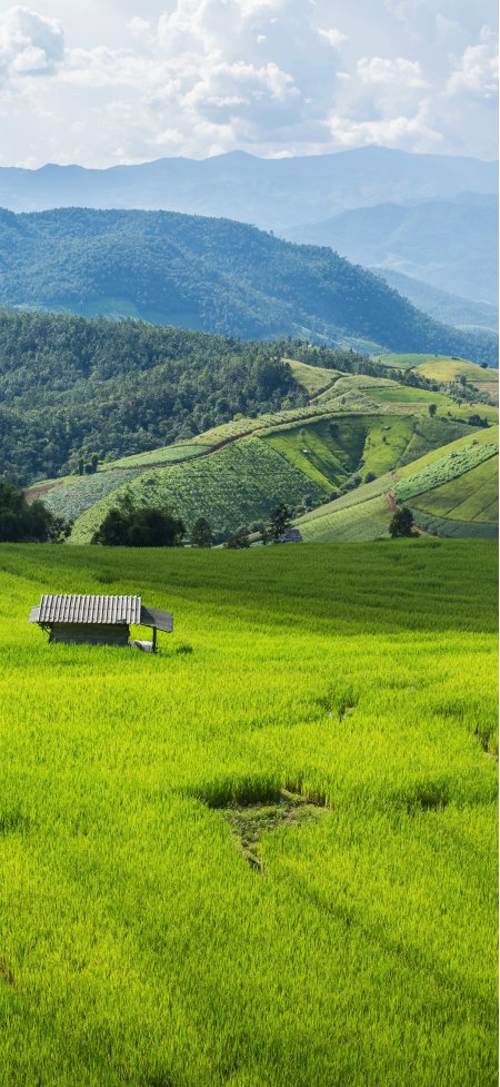 梯田层层叠翠远山如黛白云飘逸青绿自然风景手机壁纸