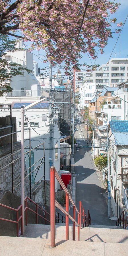 樱花枝头垂落粉白巷道斜坡日式街景蓝白建筑人文风土手机壁纸