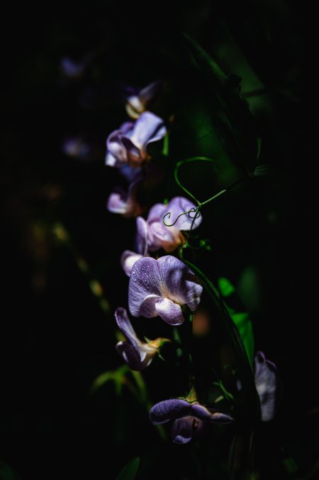 紫藤花露珠晶莹暗紫花卉植物手机壁纸