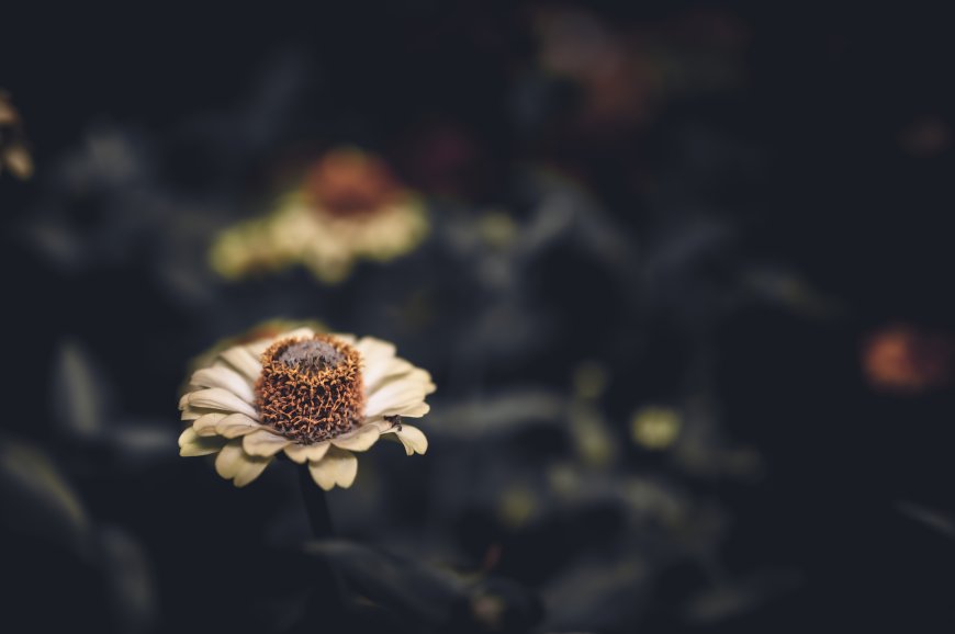 白色百日菊中心棕红花瓣舒展暗调花卉植物电脑壁纸