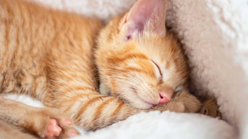 橘猫蜷卧毛绒窝中安睡暖橙萌宠电脑壁纸