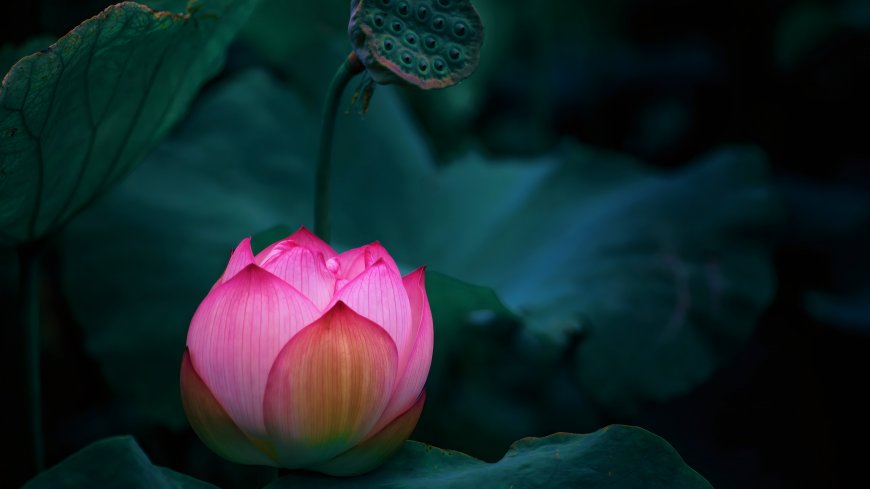 粉红莲花含苞待放青绿荷叶衬托暗蓝静谧花卉植物电脑壁纸