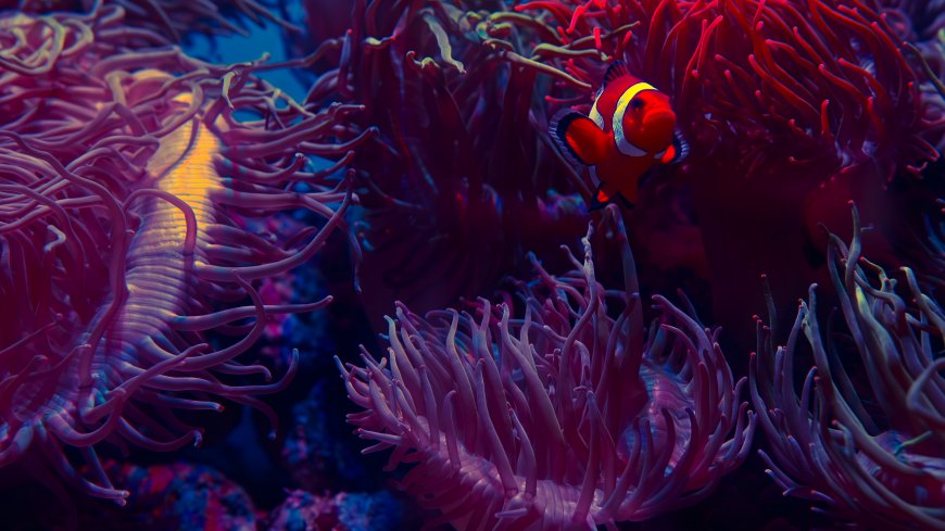 小丑鱼穿梭海葵丛中紫红蓝调海洋生物创意电脑壁纸
