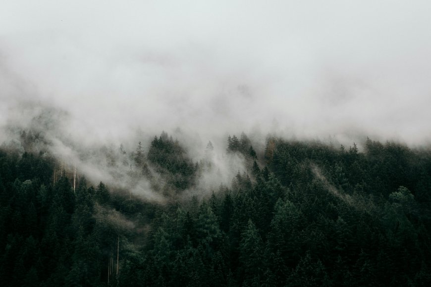 云雾缭绕松林山峦灰绿自然风景电脑壁纸