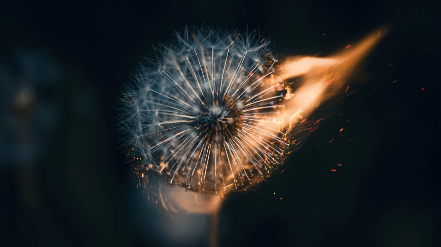 蒲公英种子飞散火焰特效暖橙创意摄影电脑壁纸
