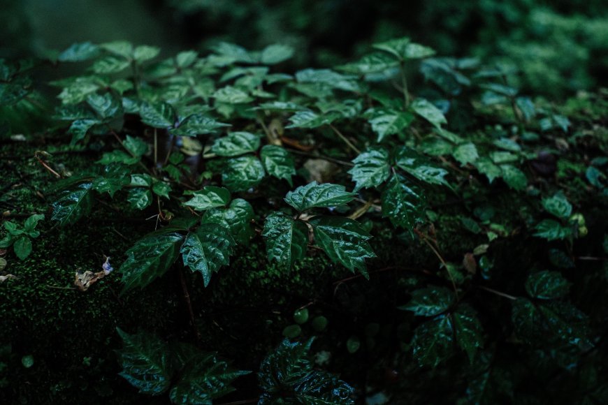 湿润绿叶苔藓覆盖林地暗绿自然风景电脑壁纸