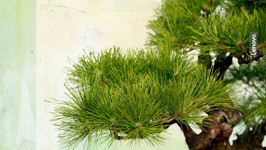 松树盆景针叶翠绿苍劲古朴花卉植物电脑壁纸