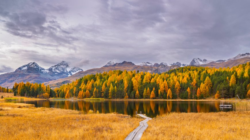 秋日湖畔金黄树林倒影雪山灰紫天空风景电脑壁纸