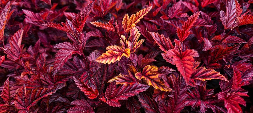 深红枫叶层叠金边点缀暗红花卉植物电脑壁纸