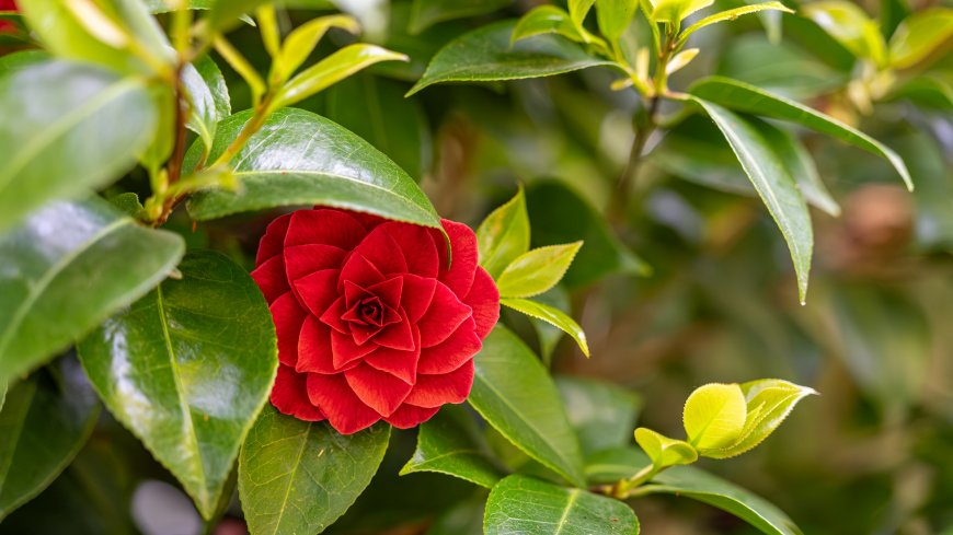 红山茶花绽放绿叶衬托鲜红花卉植物电脑壁纸