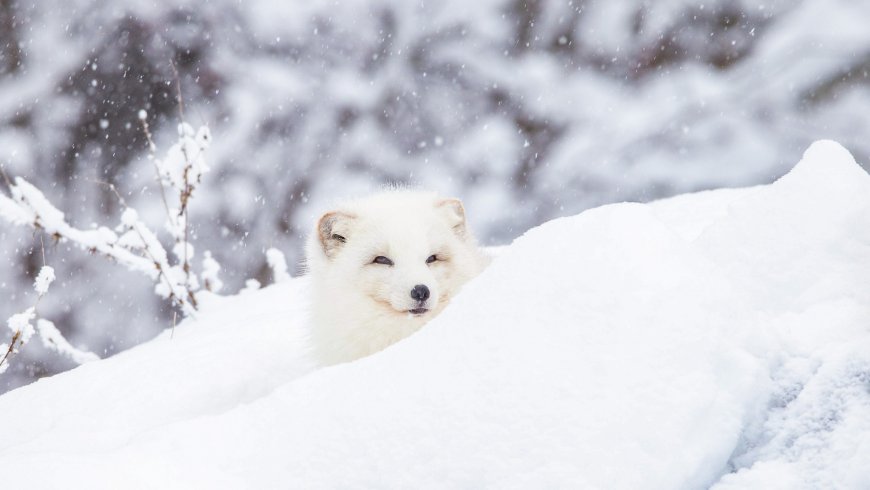 北极狐雪中探头纯白冬日自然风景电脑壁纸
