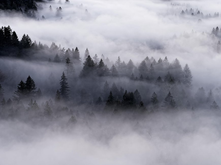 云海缭绕松林层叠灰白自然风景电脑壁纸