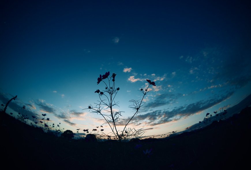 野花剪影黄昏天际蓝紫渐变风景电脑壁纸
