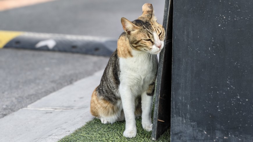 三花猫蹭柱闭眼休憩灰绿街头萌宠电脑壁纸