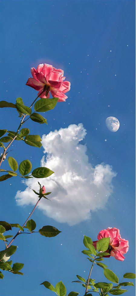 粉红玫瑰蓝天白云月星点缀梦幻唯美花卉植物手机壁纸