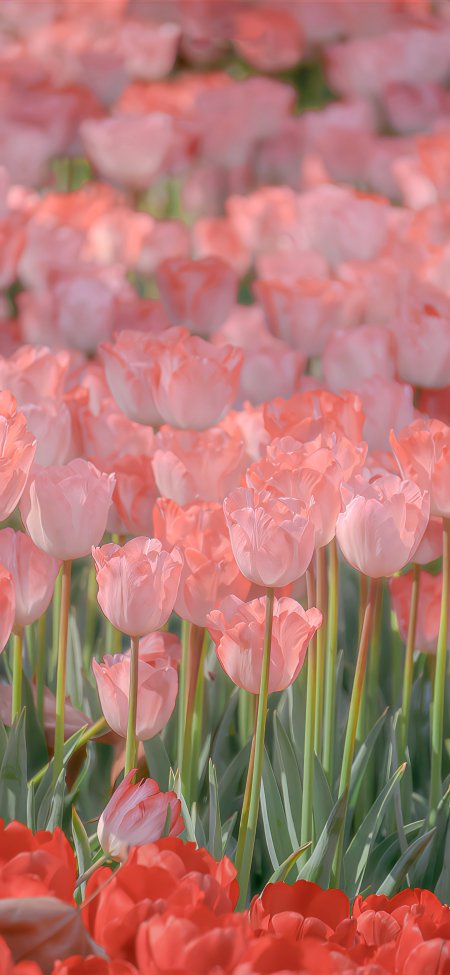 粉红郁金香花海层层叠叠柔光花卉植物手机壁纸