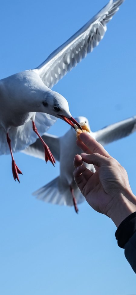海鸥俯冲啄食面包蓝天背景动物萌宠手机壁纸