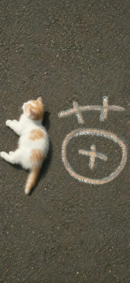橘白相间小猫仰卧沥青地面旁有粉白粉笔字动物萌宠手机壁纸