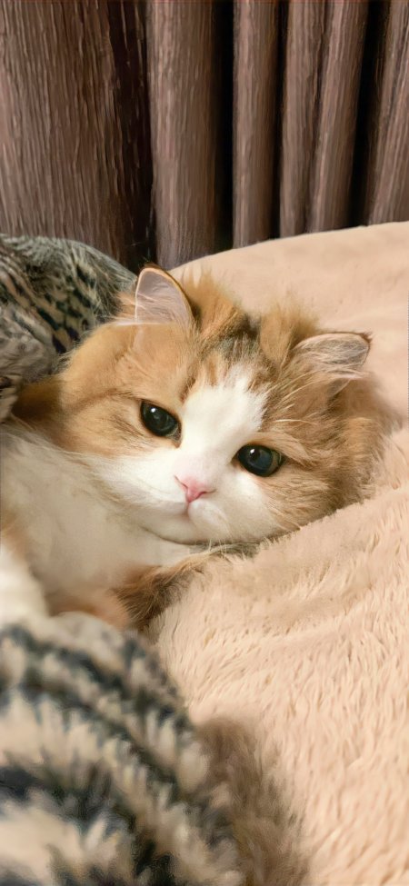 橘白相间长毛猫窝毯慵懒蓝眼萌宠手机壁纸