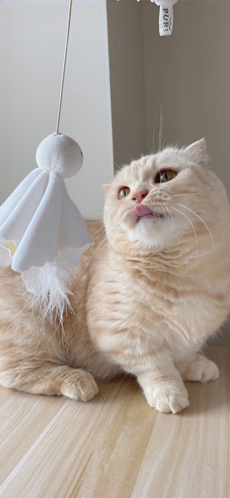 橘猫舔舌凝望白色羽毛玩具暖米萌宠手机壁纸