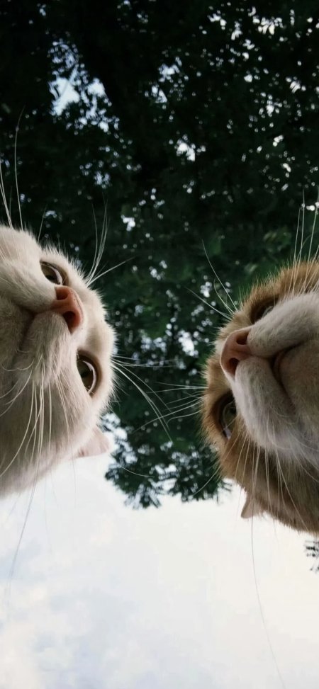 两只猫猫可爱咪仰望树影绿白动物萌宠手机壁纸