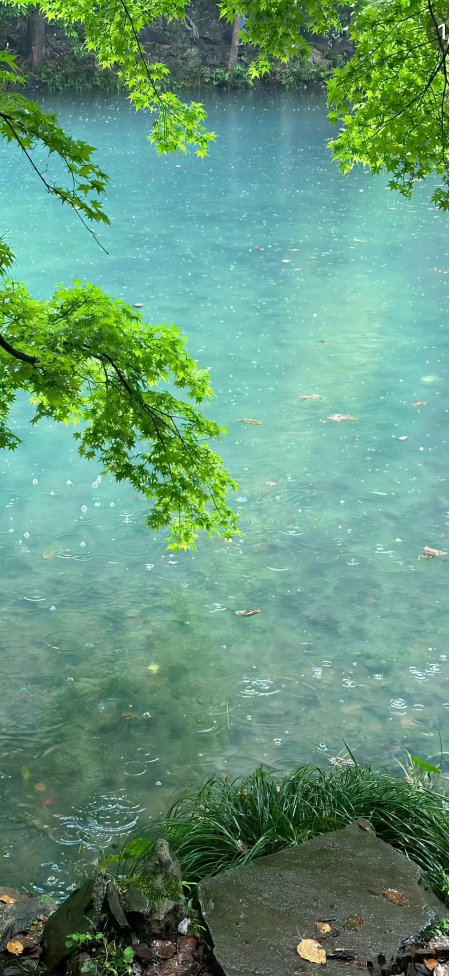 清澈湖水雨滴涟漪绿叶垂枝青翠自然风景手机壁纸