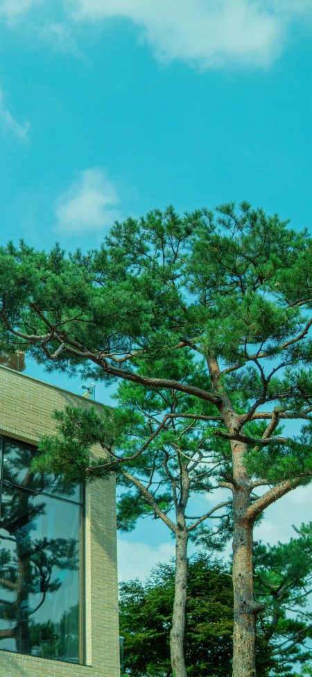 青松挺拔枝繁叶茂蓝天白云映衬现代砖墙建筑风景手机壁纸