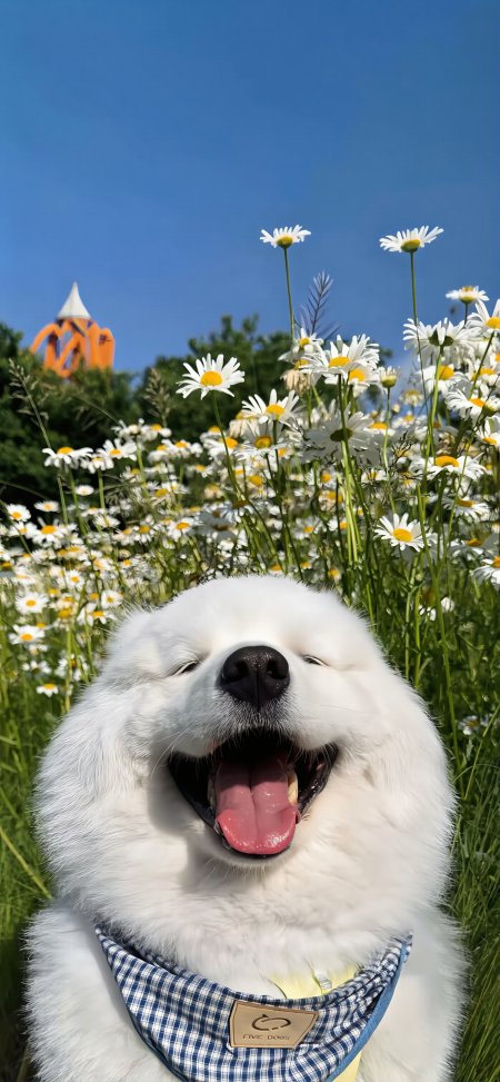 萨摩耶犬花丛中眯眼吐舌微笑蓝白清新狗狗萌宠动物手机壁纸