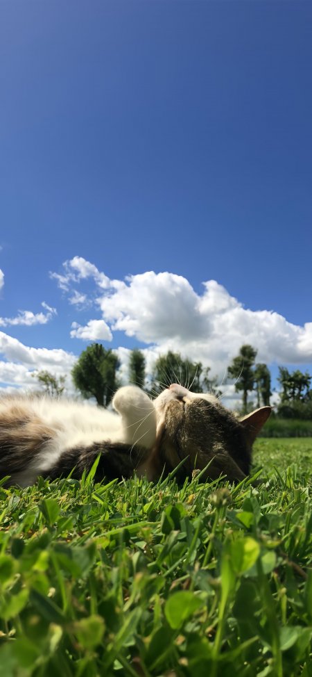 三花猫草地仰躺伸爪蓝白清新萌宠手机壁纸