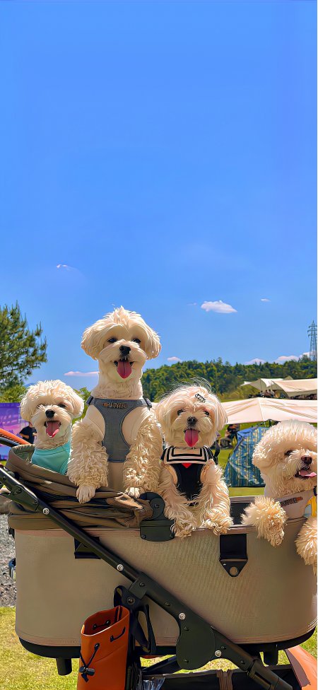 四只白色比熊犬坐推车吐舌蓝天下萌宠手机壁纸