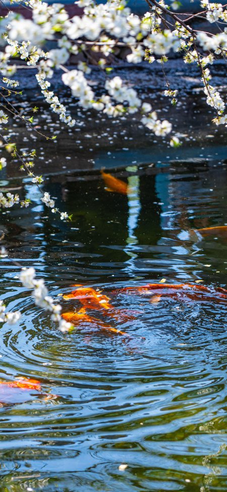 樱花垂枝映池锦鲤游弋蓝绿水面清新自然风景手机壁纸