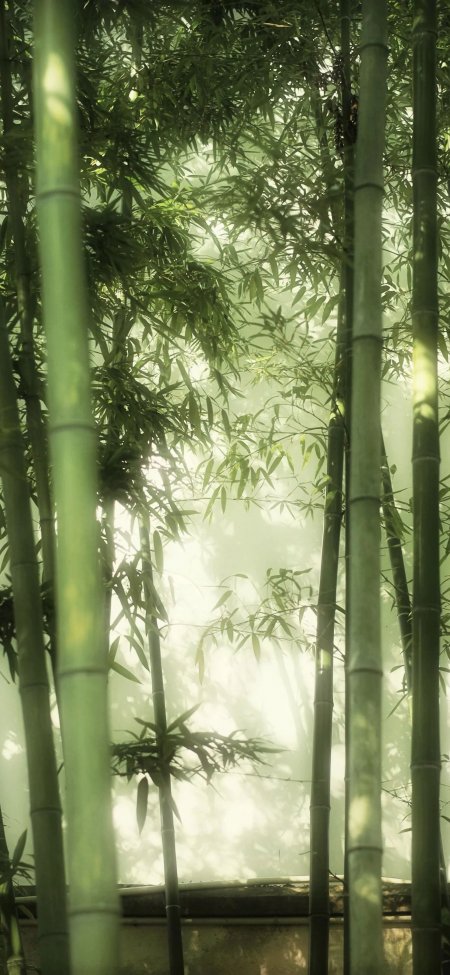 竹林雾霭光影斑驳青绿自然风景手机壁纸