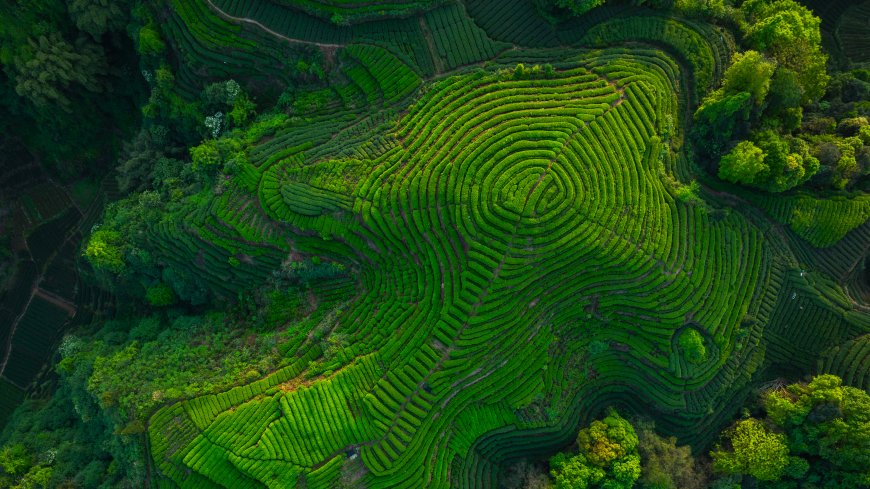 梯田茶园层层叠翠俯瞰绿意盎然自然风景电脑壁纸