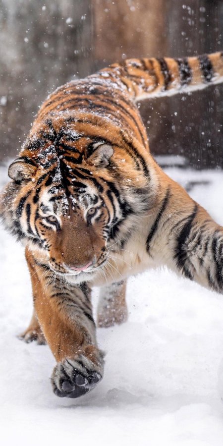 雪中奔袭橙黑条纹猛虎低伏疾行白茫动物萌宠手机壁纸