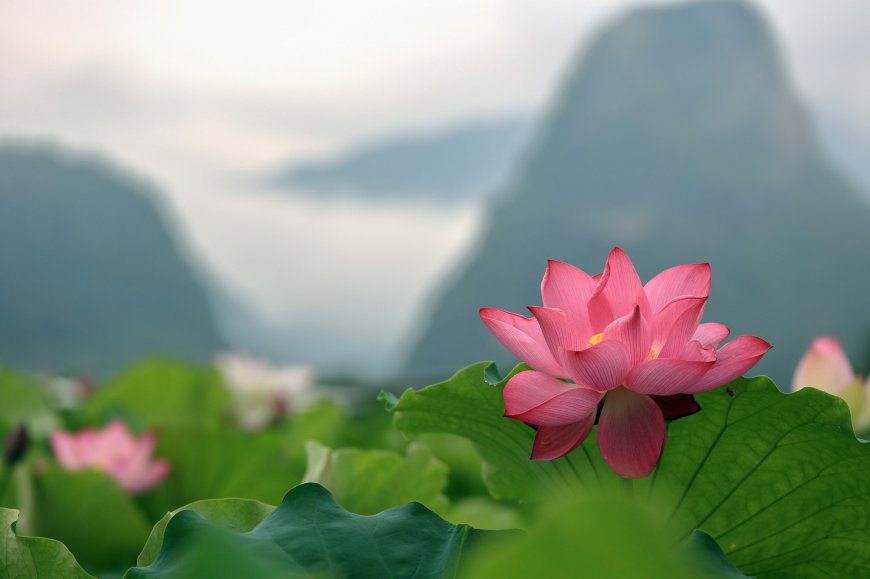 粉莲绽放绿叶衬托青山雾霭蓝绿花卉植物电脑壁纸