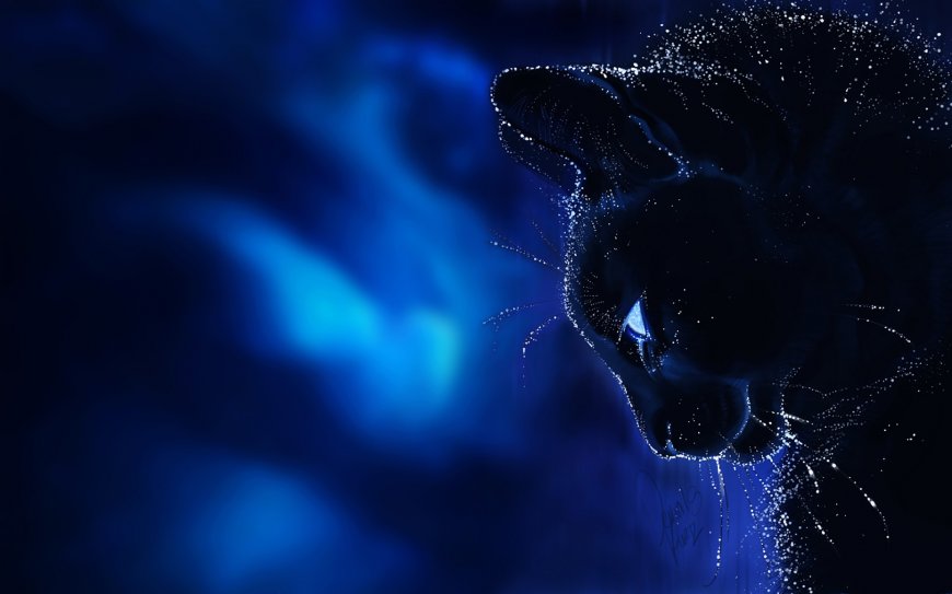 黑猫侧颜星光点缀深蓝梦幻动物萌宠电脑壁纸