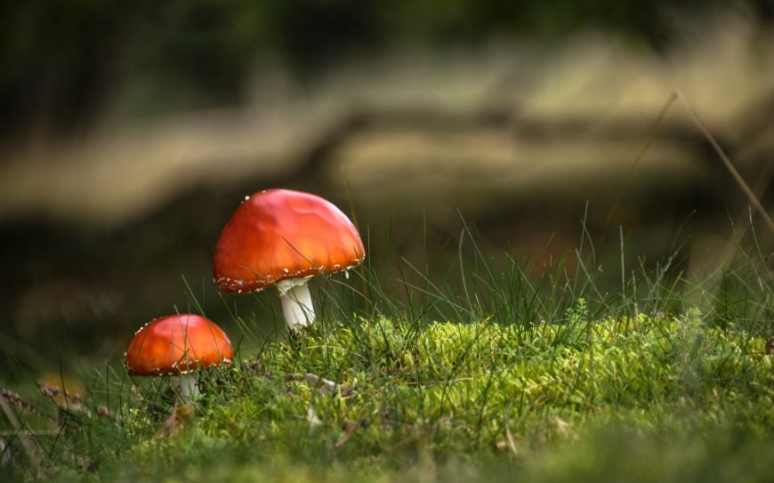 红伞菌蘑菇青苔草地自然风景电脑壁纸