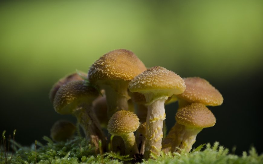 野生蘑菇群生青苔之上嫩绿背景自然风景电脑壁纸