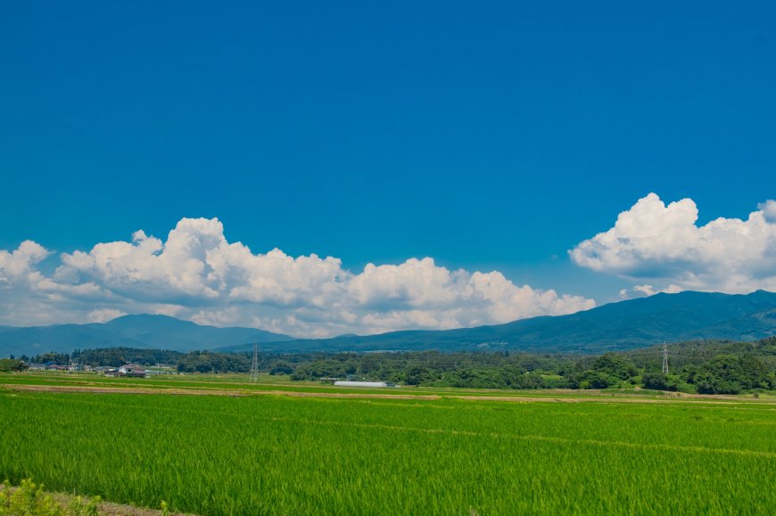 翠绿稻田远山云海蓝白风景电脑壁纸