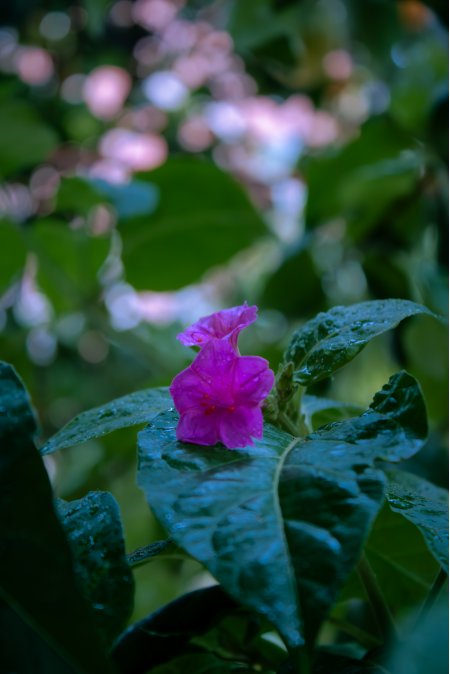 紫红色花朵带露水绿叶衬托暗蓝调花卉植物手机壁纸