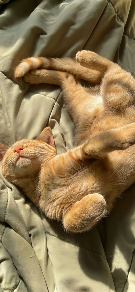橘猫仰卧晒太阳暖金萌宠手机壁纸