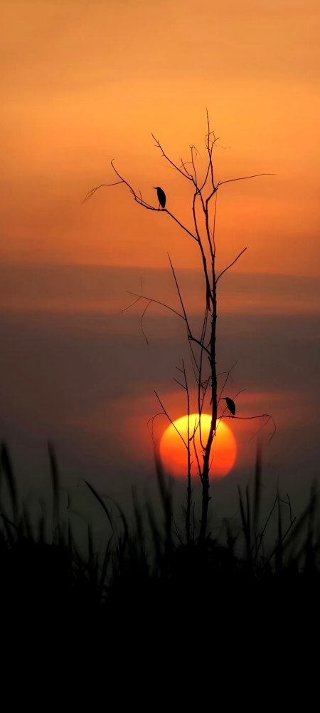 夕阳余晖枯枝双鸟剪影橙红自然风景手机壁纸