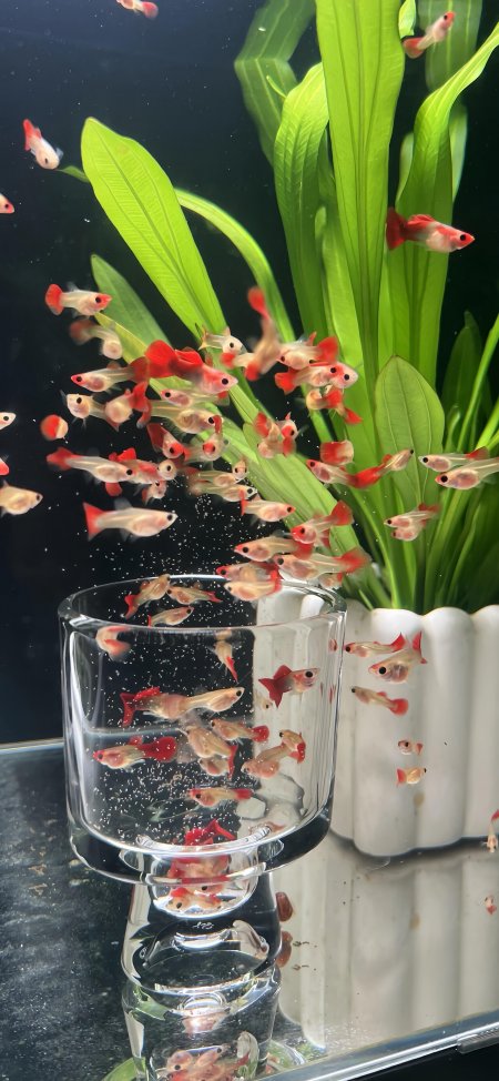 红尾米奇鱼群游弋透明玻璃杯绿植背景清新水族萌宠手机壁纸