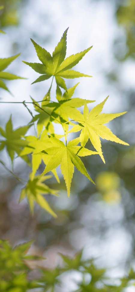 嫩绿枫叶透光轻盈清新花卉植物手机壁纸